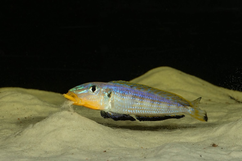 Enantiopus sp. 'kilesa'